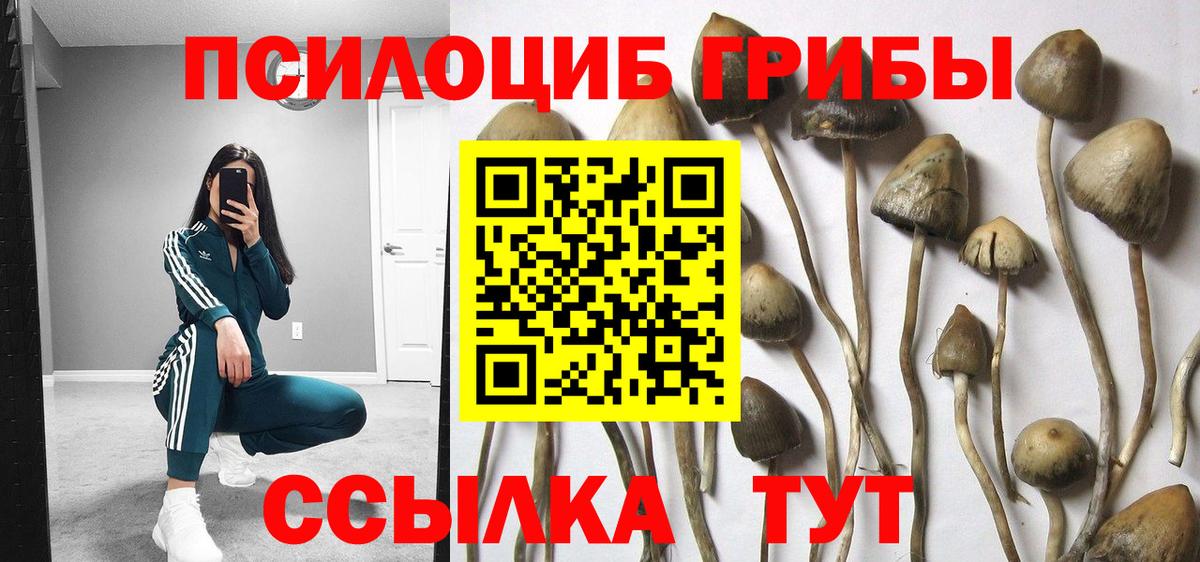 Псилоцибиновые грибы Psilocybine cubensis Междуреченск