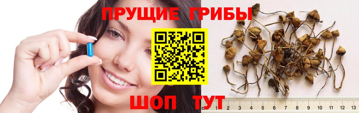 Галлюциногенные грибы Psilocybe  Вход с VPN  Междуреченск 